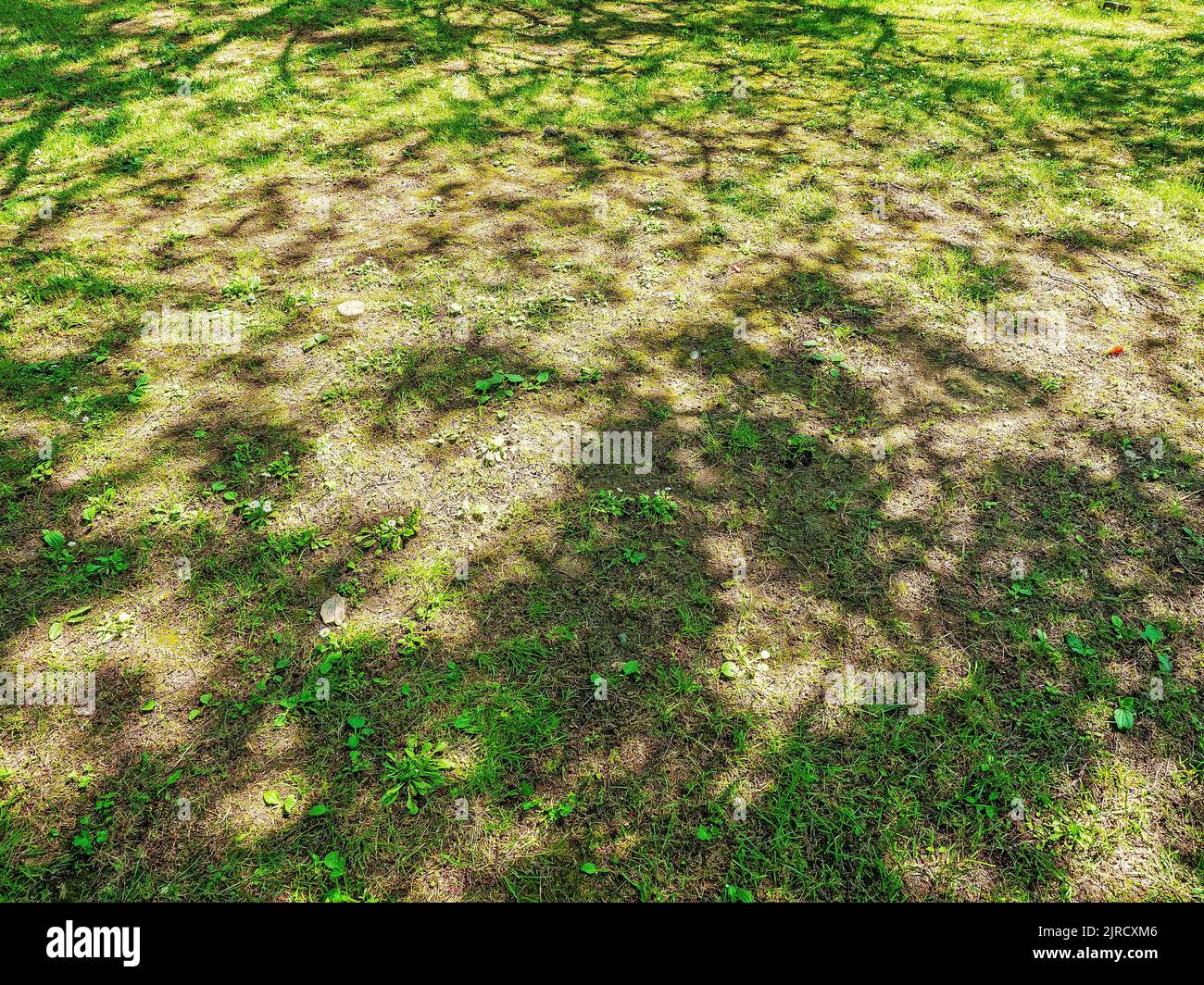 Ein kahlköpfiger Rasen mit einem schattigen Muster, das von den Bäumen gegossen wird. Vollbildfoto Stockfoto