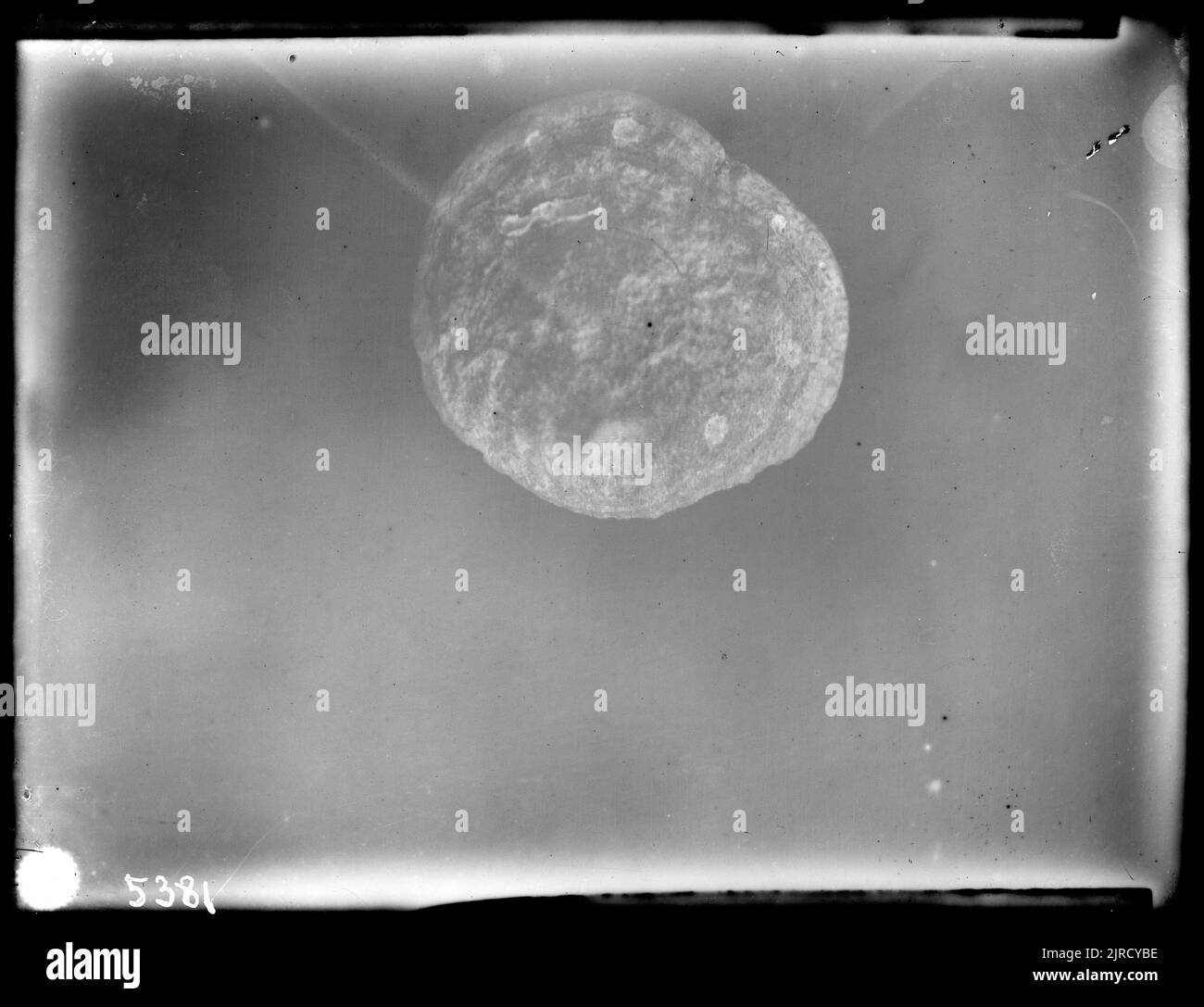 Brachiopod, 1904 - 1906, von James McDonald. Stockfoto