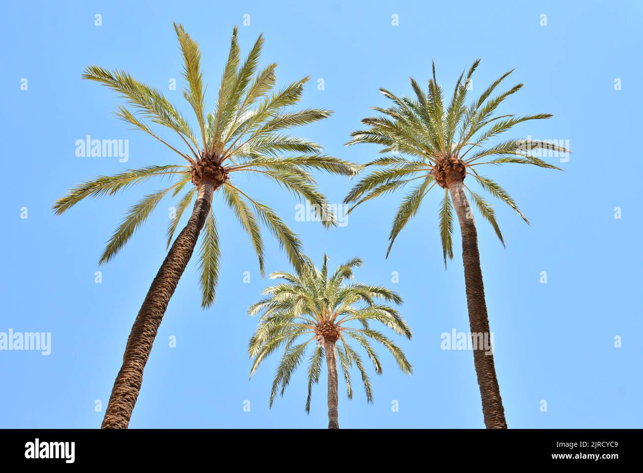 Tres palmeras Vistas desde abajo con el fondo azul del cielo Stockfoto