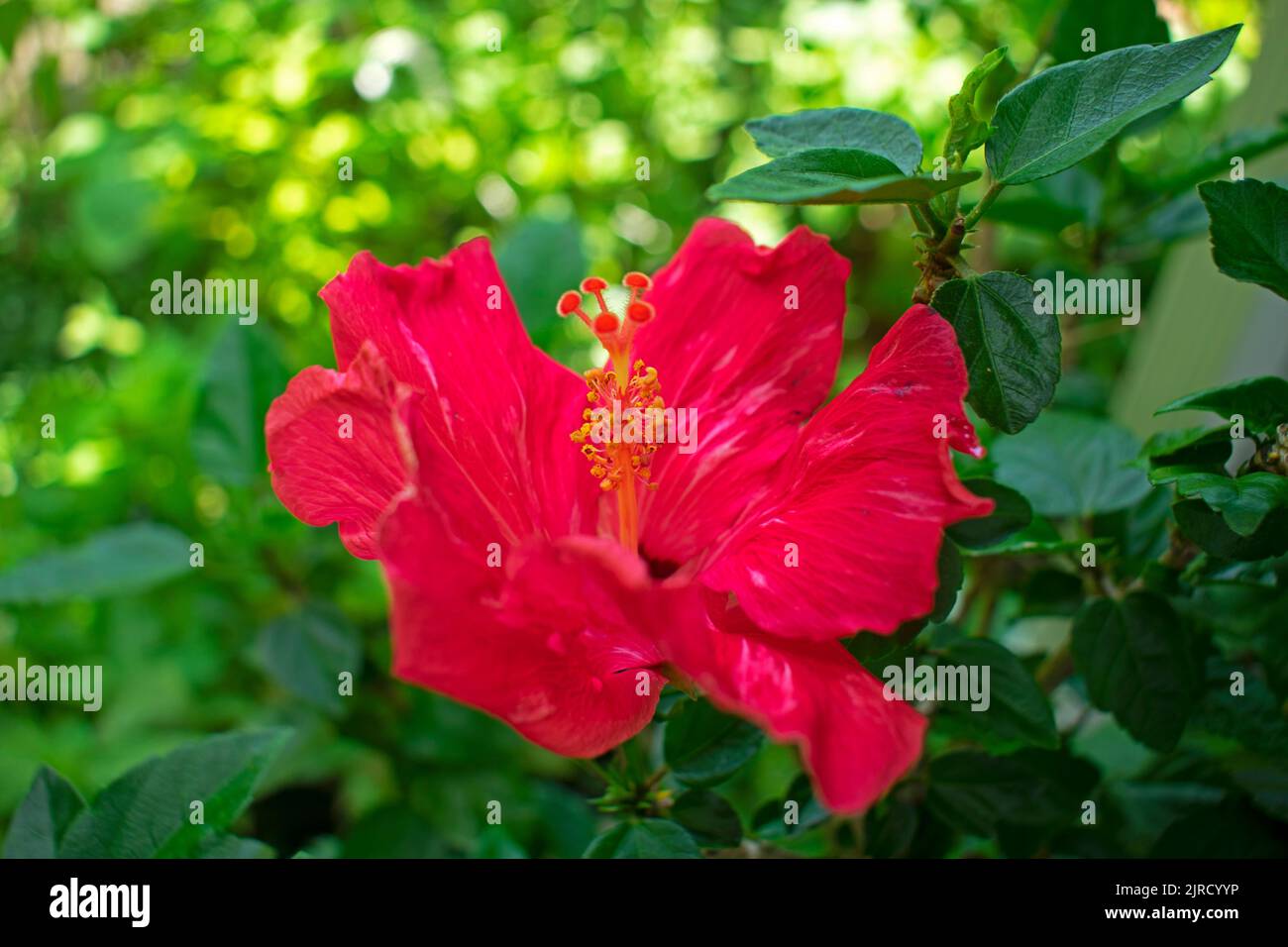 Große, rote Hibiskusblüte auf einem verschwommenen Hintergrund aus grünen Blättern, mit Betonung und Fokus auf dem Staubgefäß der Blume -11 Stockfoto