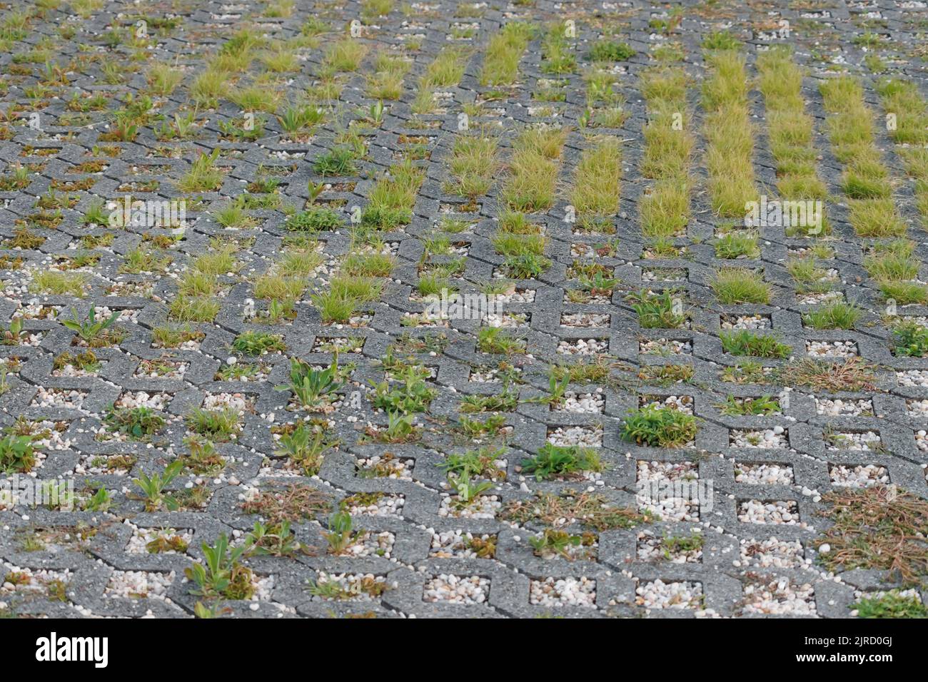 Offene Betonfertiger mit Gittermuster, wobei zwischen den Steinen natürliches Gras wächst, das Bodenerosion verhindert und Regenwasser durchdringen lässt Stockfoto