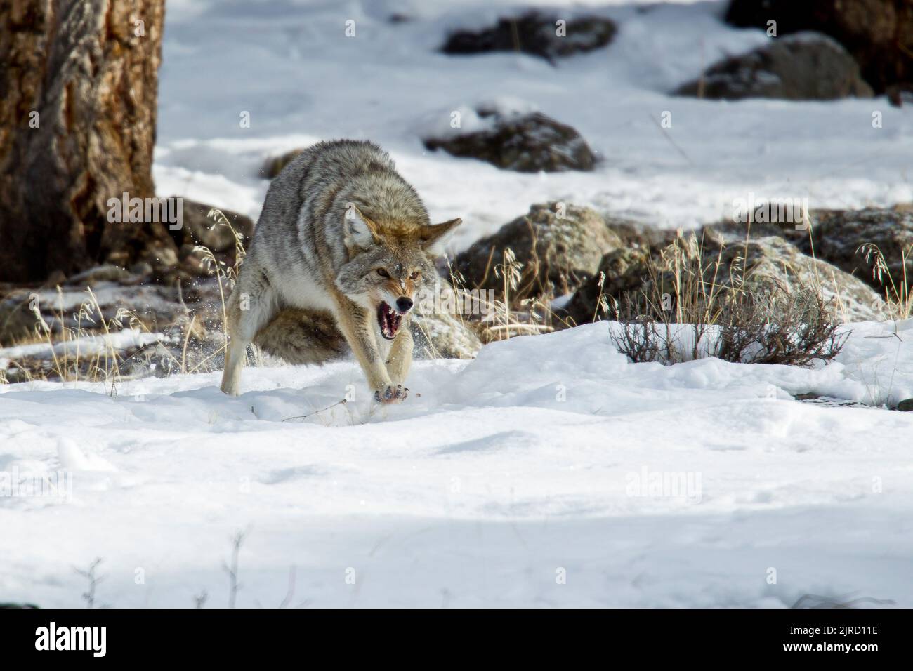 Kojote (Canis yogiebeer) Anzeige aggressives Verhalten Stockfoto