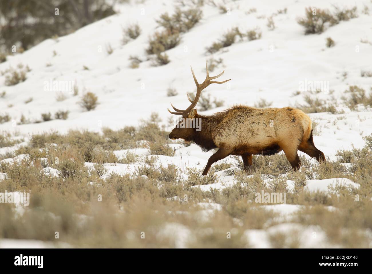 Bullenelch (Cervus canadensis) im Schnee Stockfoto