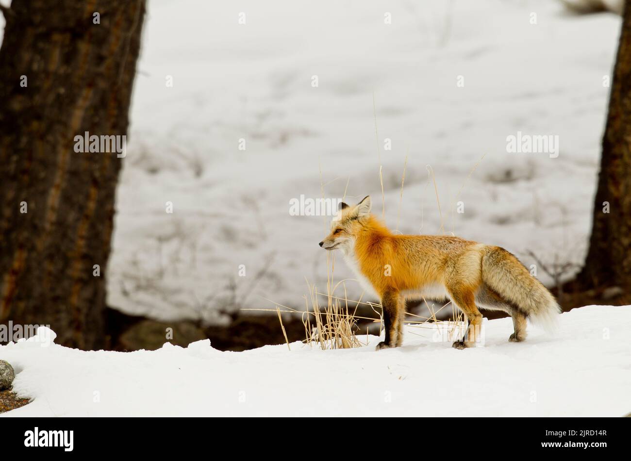 Rotfuchs (Vulpes vulpes) im Schnee Stockfoto