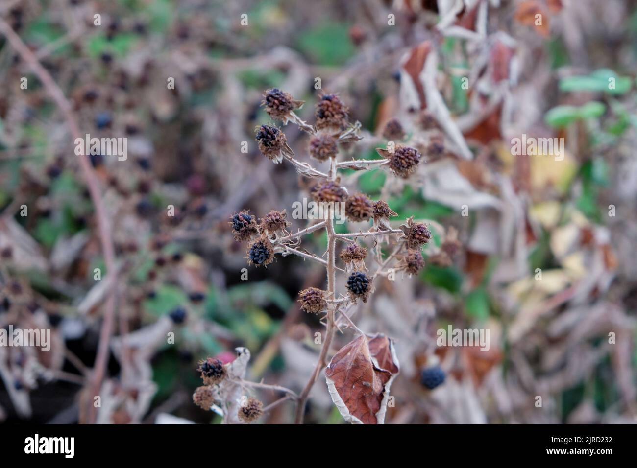 London, Großbritannien, 23.. August 2022. Wilde Brombeeren – auch als Brambles bekannt und beliebt bei Sammlern, erscheinen im Morden Park in Hülle und Fülle, allerdings aufgrund des Fehlens von Niederschlägen in einem schrumpfenden Zustand. Die Dürrebedingungen, die in 10 der 14 Regionen der englischen Umweltbehörde deklariert wurden, können bis Oktober andauern und den landwirtschaftlichen und Flusswasserstand beeinträchtigen, da in einigen südlichen und zentralen Gebieten Rohrleitungsverbote in Kraft sind. Kredit: Elfte Stunde Fotografie/Alamy Live Nachrichten Stockfoto