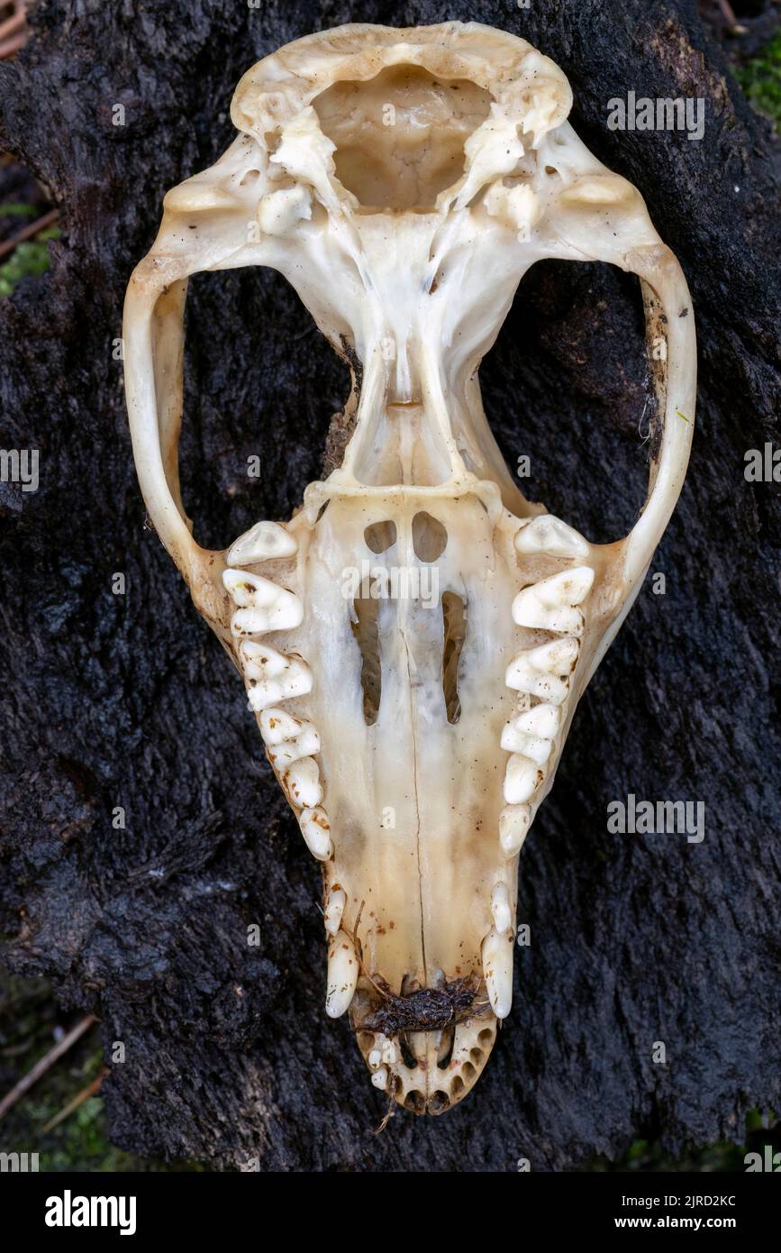 Furchterregend aussehender Schädel eines Virginia opossum (Didelphisvirginiana) - North Carolina, USA Stockfoto