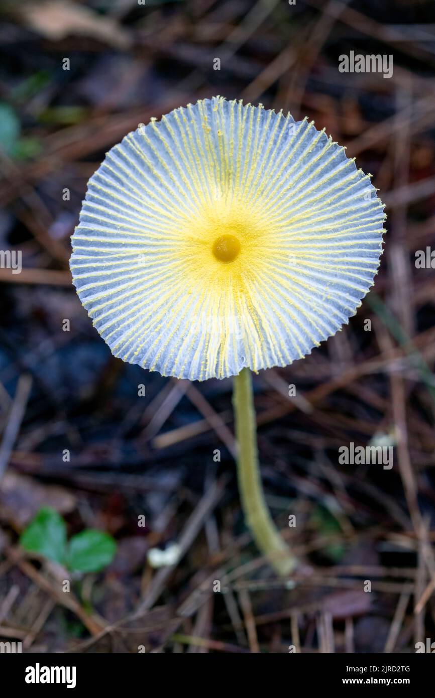 Fragile Dapperlingpilze (Leucocoprinus fragilissimus) - Brevard, North Carolina, USA Stockfoto