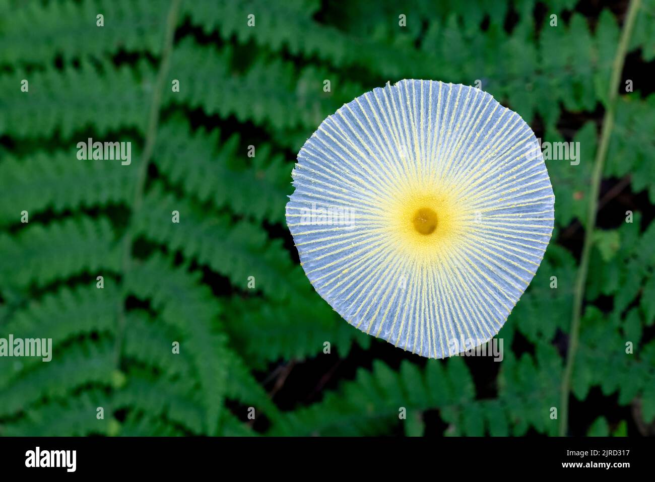 Fragile Dapperlingpilze (Leucocoprinus fragilissimus) - Brevard, North Carolina, USA Stockfoto