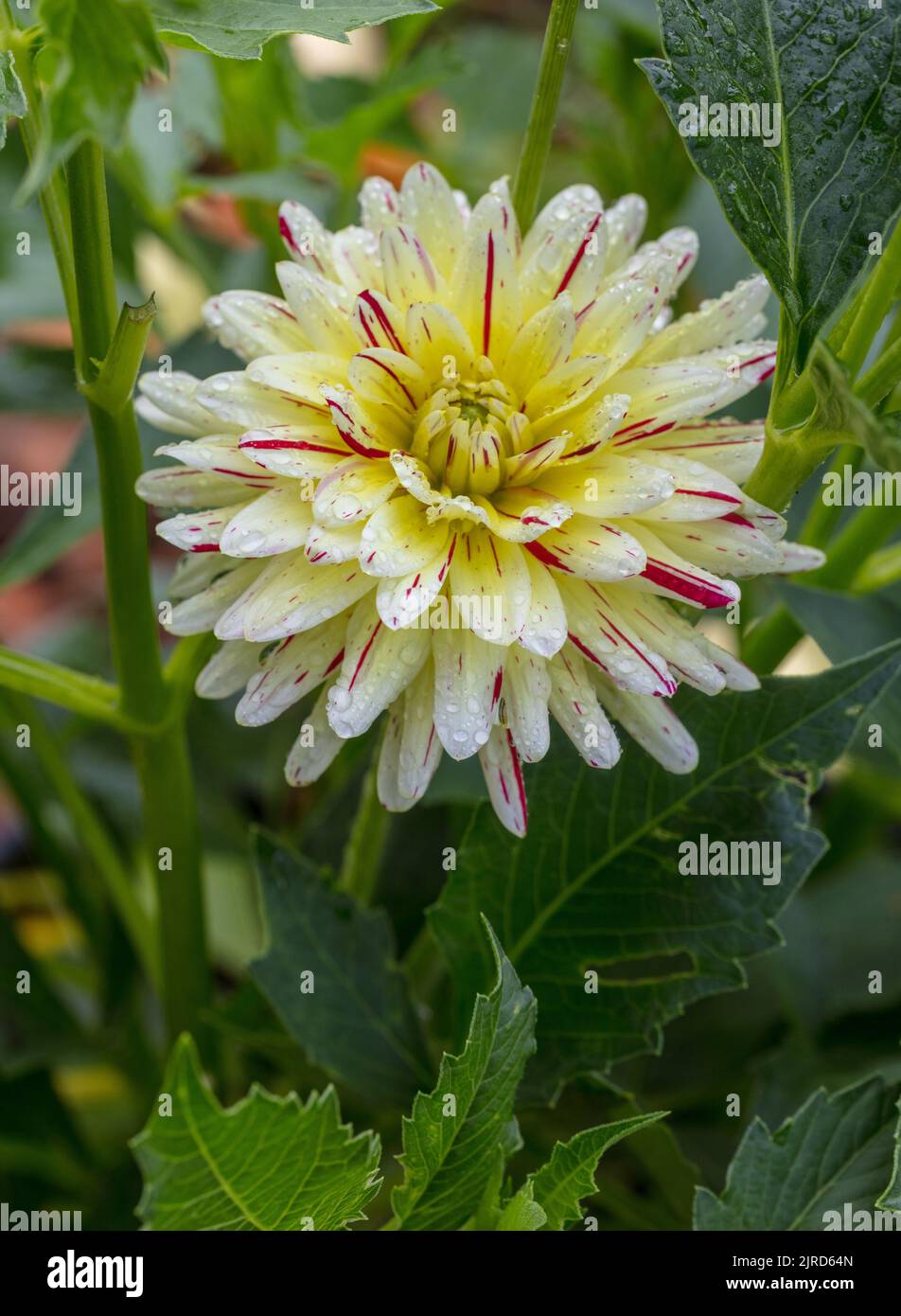 „Créme Silence“ formell Dekorative Dahlia, Dekorativdahlia (Dahlia x Hortensis) Stockfoto