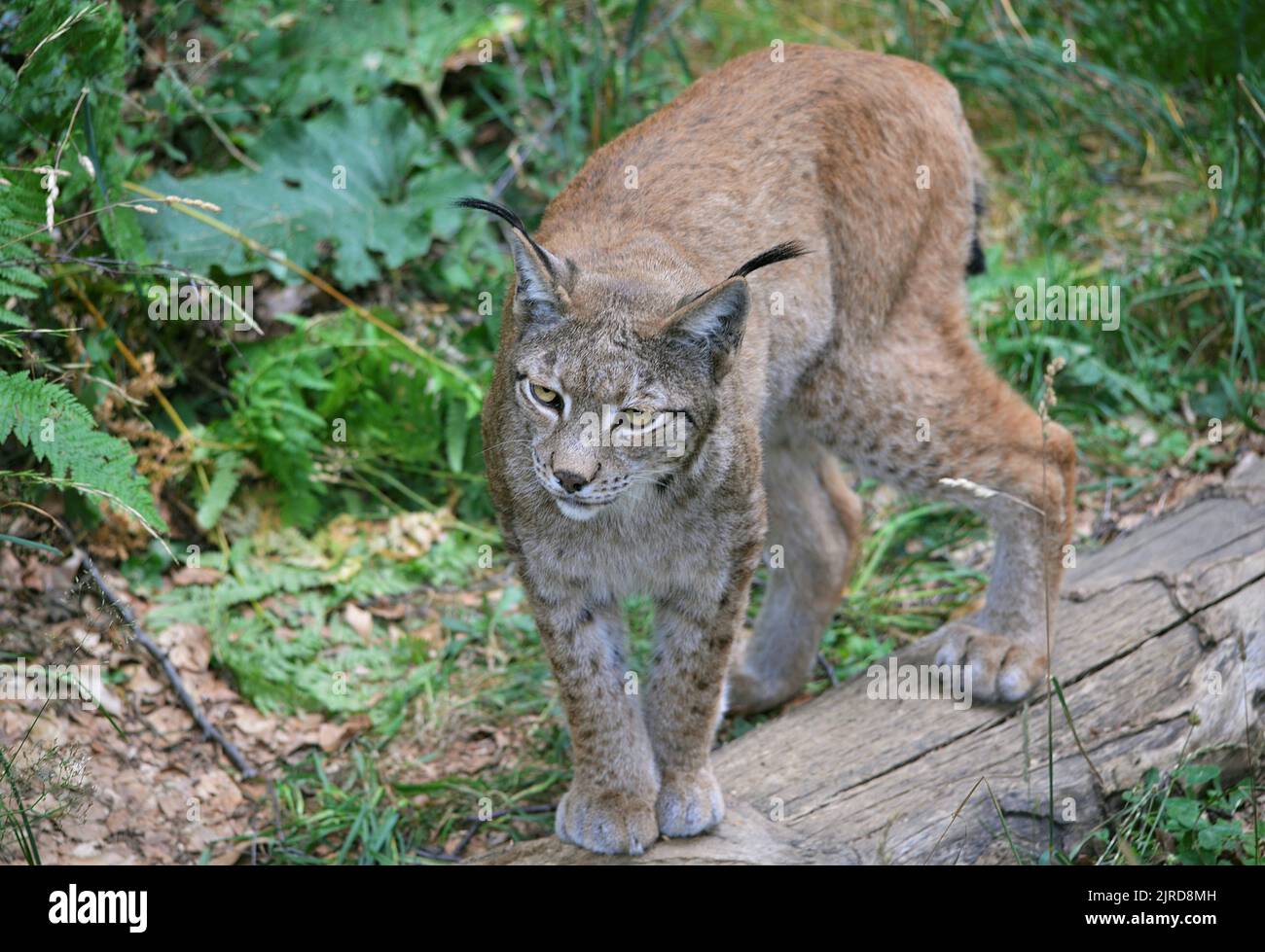 Boreal Lynx im Lacuniacha Faunistic Park in Piedramita de Jaca in den Tena-Tälern, Huesca, Aragon, Spanien Stockfoto