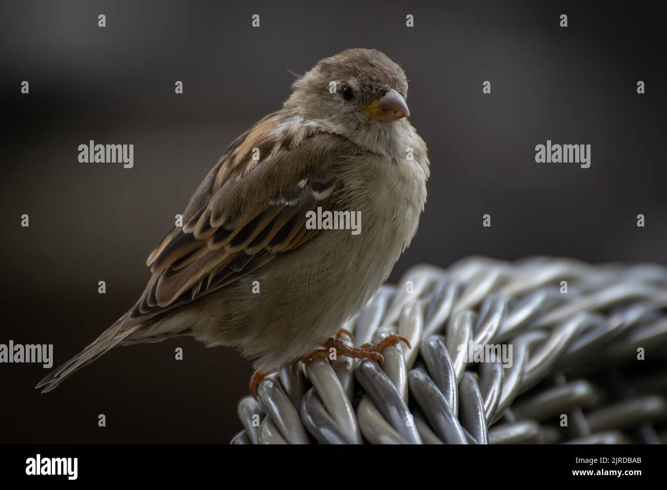 Starling Song Vogel auf Stuhl zurück Stockfoto