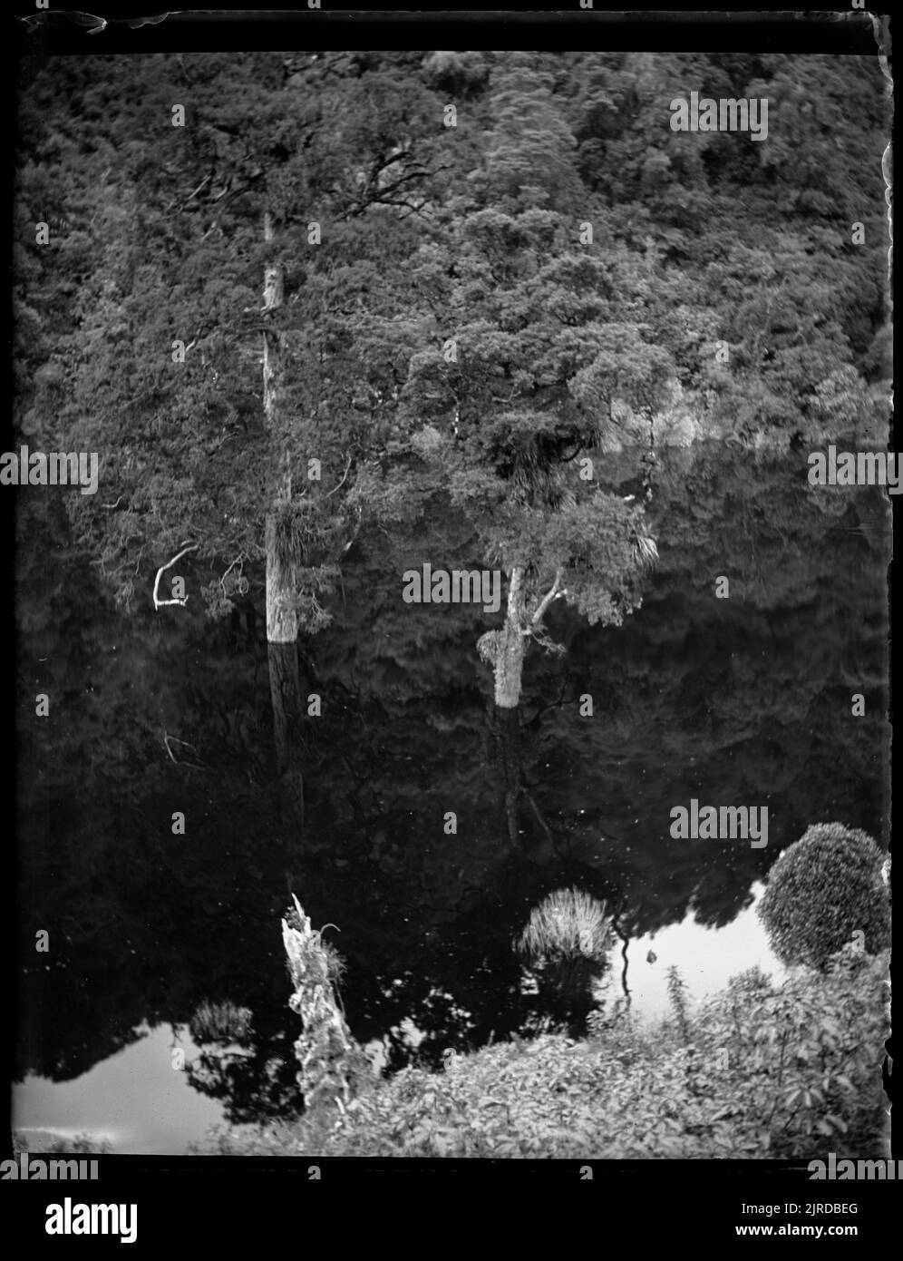 Ein Teil des Mangahao Reservoirs zeigt zwei große Bäume (ein Rimu + ein miro), die am ehemaligen Flussufer wachsen, 1. Februar 1925 von Leslie Adkin. Stockfoto
