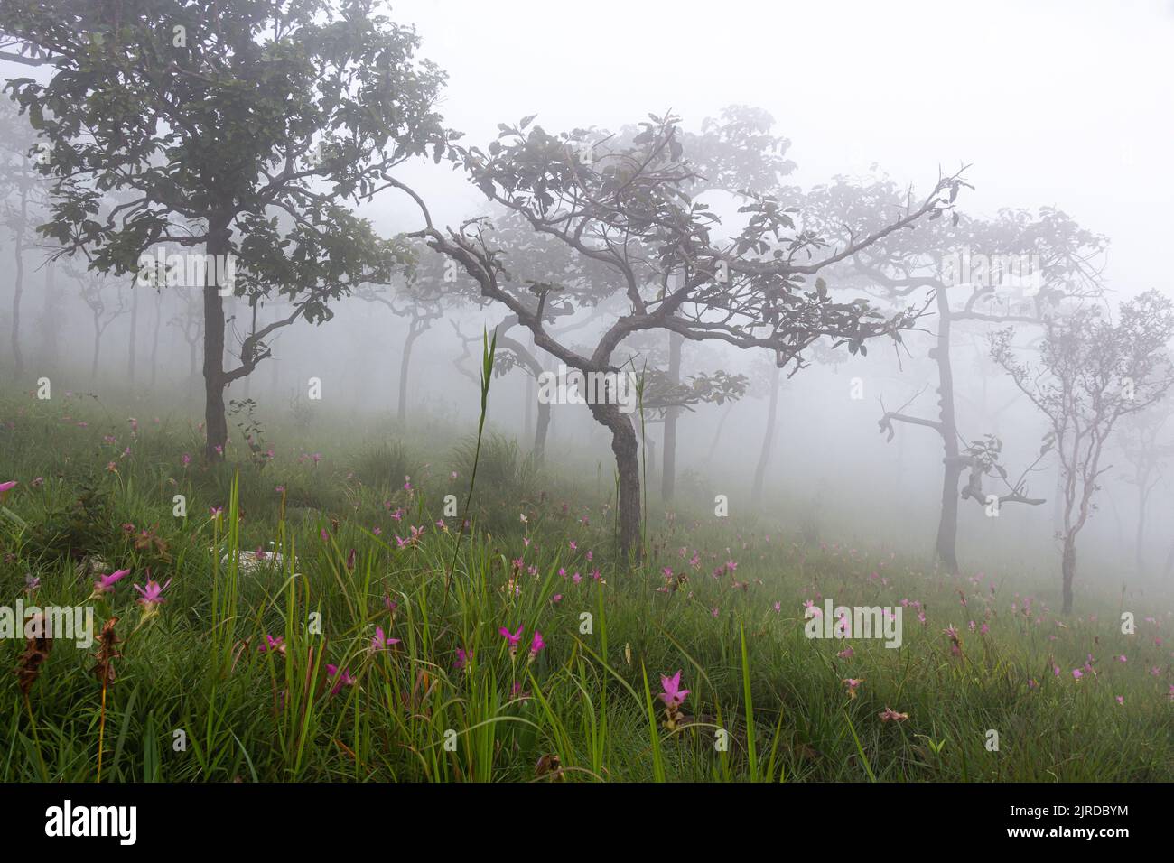 Wild siam Tulpenfeld ( Curcuma sessilis ) mit Nebel am Morgen in Pa hin Ngam Nationalpark . Chaiyaphum, Thailand. Stockfoto