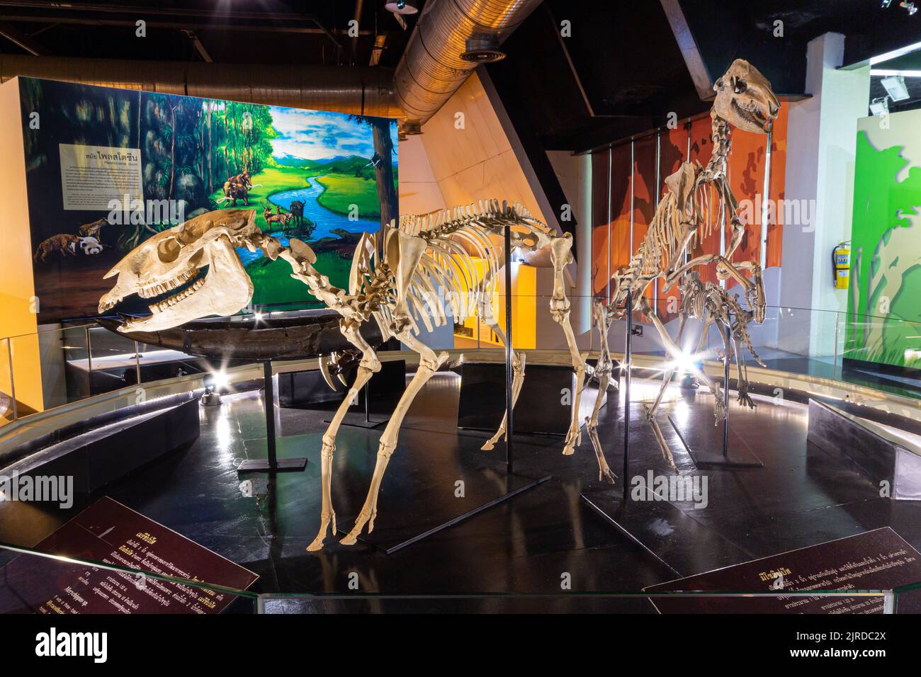 Kalasin, Thailand - 16. AUGUST 2022 : Dinosuars Skelett wurde im Sirindhorn Museum ausgestellt. Stockfoto