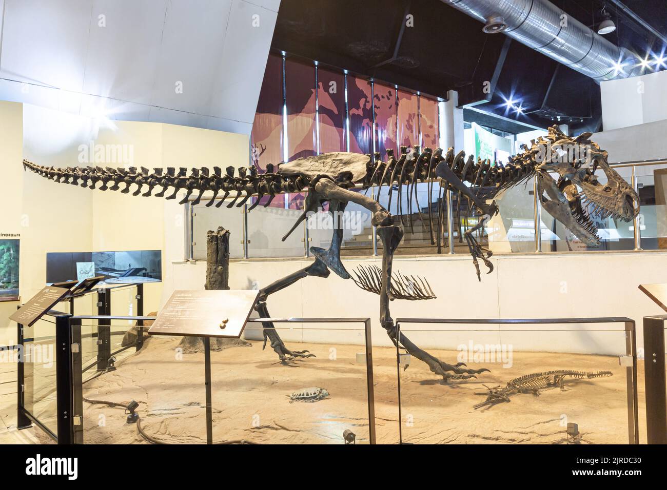 Kalasin, Thailand - 16. AUGUST 2022 : das Skelett Tyrannosaurus rex wurde im Sirindhorn Museum ausgestellt. Stockfoto