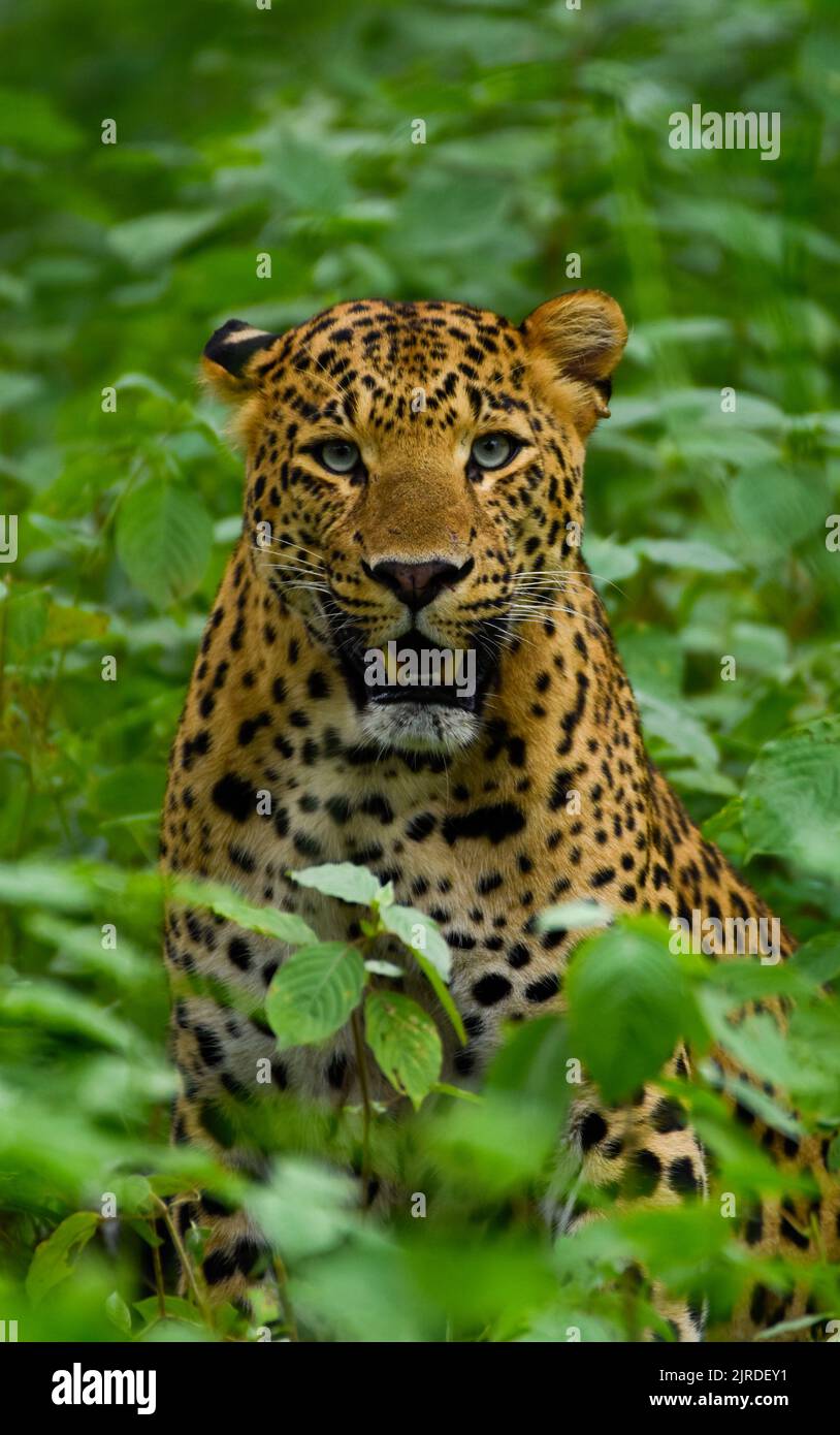 Wilder indischer Leopard (Simba) steht aufrecht in Wild Foliage Stockfoto