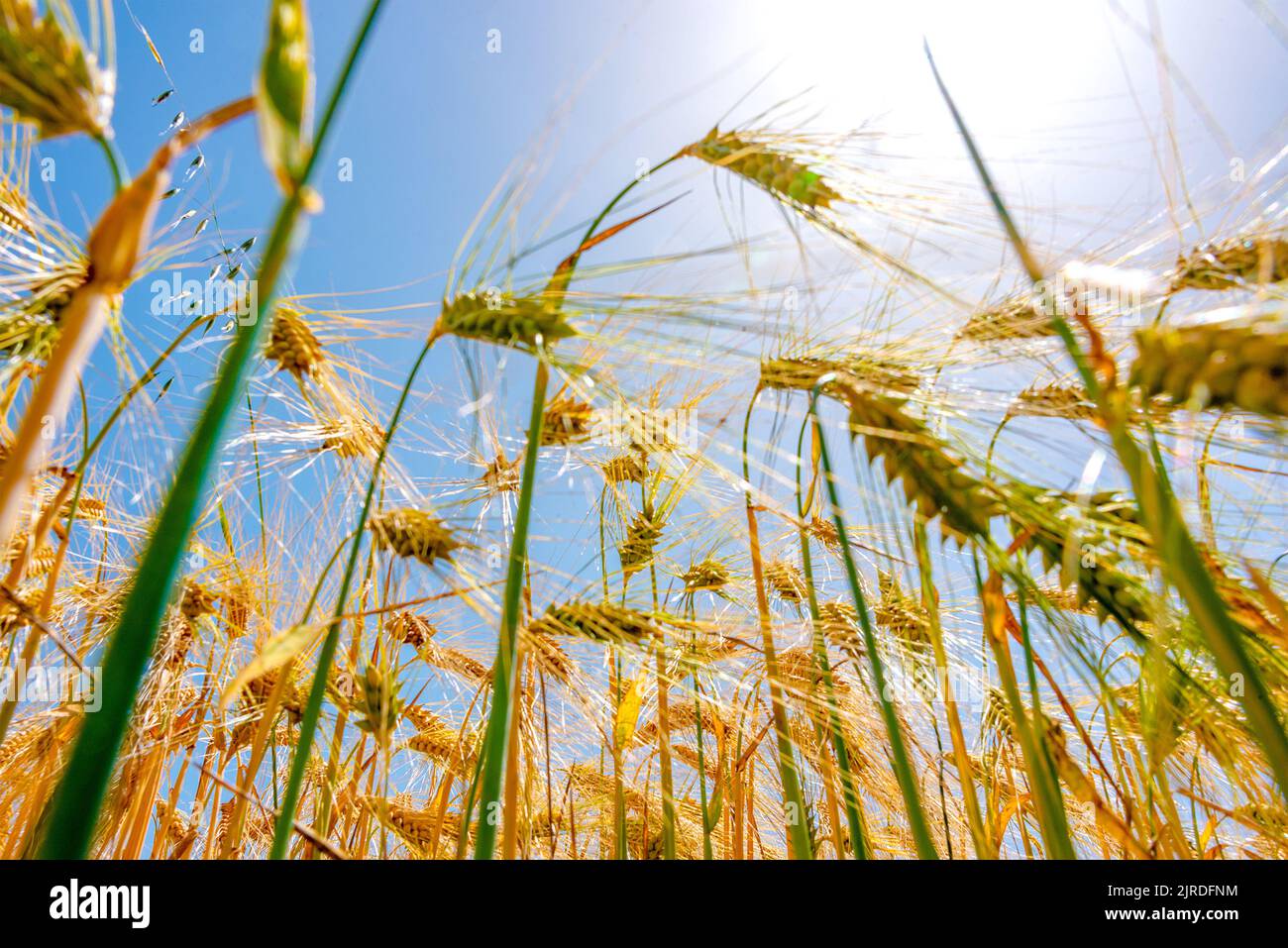 Goldenes Gerstenfeld. Nahaufnahme von Gerstenkörnern und Stielen. Gerstenfeld in der Sonne mit blauem Himmel. Stockfoto