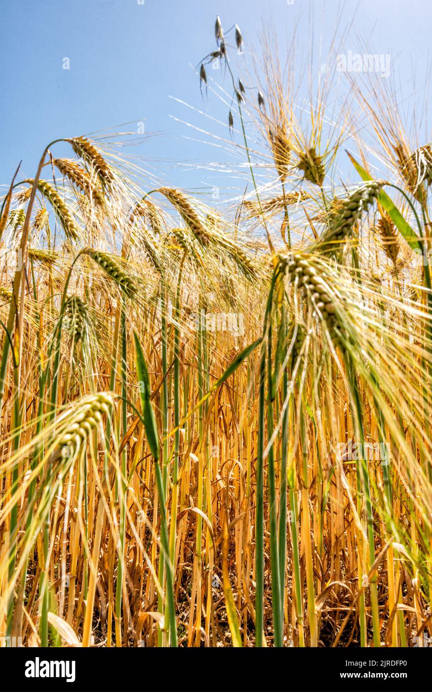 Goldenes Gerstenfeld. Nahaufnahme von Gerstenkörnern und Stielen. Gerstenfeld in der Sonne mit blauem Himmel. Stockfoto