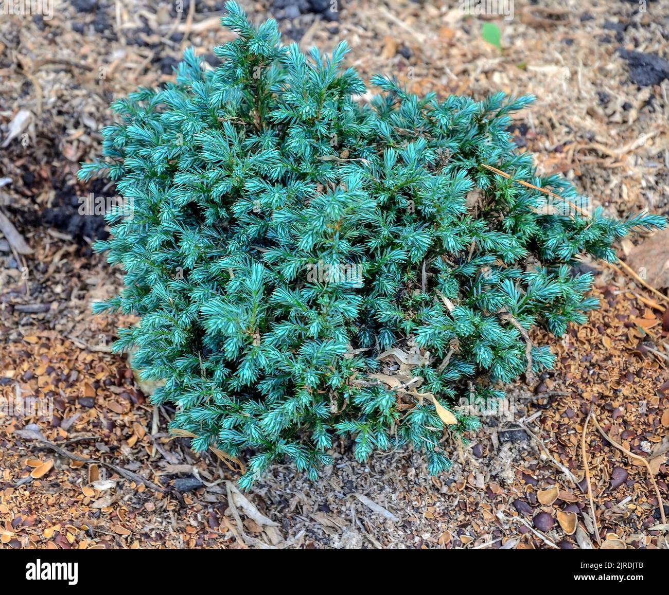 Blue Moon Sawara Cypress - L. Chamaecyparis pisifera Blue Moon -Zwerg immergrüne Nadelpflanze mit hellem stahlblauem Laub. Kompakte ornamentale CO Stockfoto