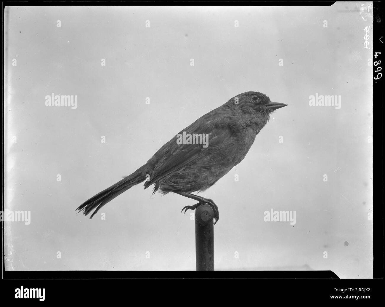 Prunella modularis oder Hedge Sparrow, um 1930, von James McDonald. Stockfoto