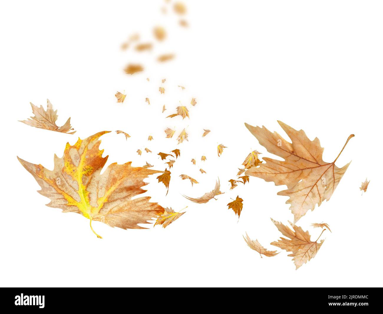 Herbstblätter fallen und fliegen durch den Wind isoliert auf weißem Hintergrund - 3D Rendering Stockfoto