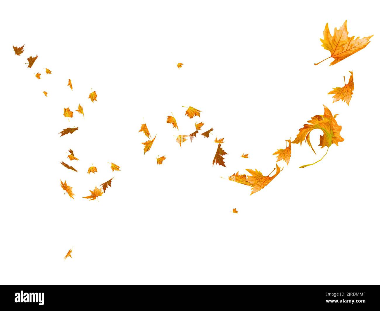Herbstblätter fallen und fliegen durch den Wind isoliert auf weißem Hintergrund - 3D Rendering Stockfoto