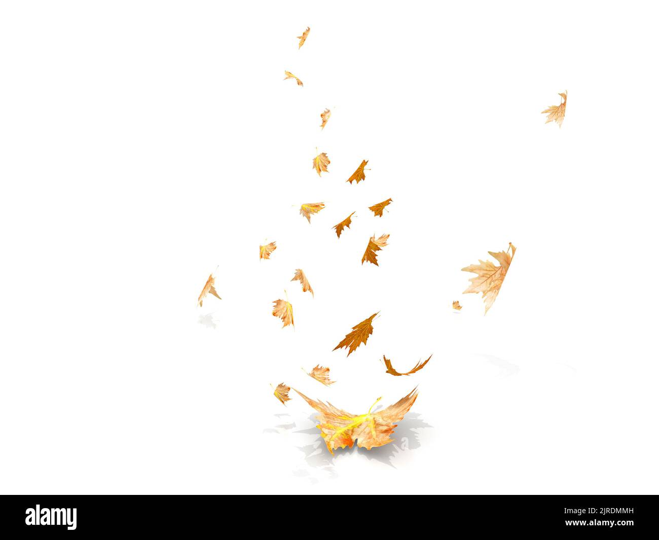 Herbstblätter fallen und fliegen durch den Wind isoliert auf weißem Hintergrund - 3D Rendering Stockfoto