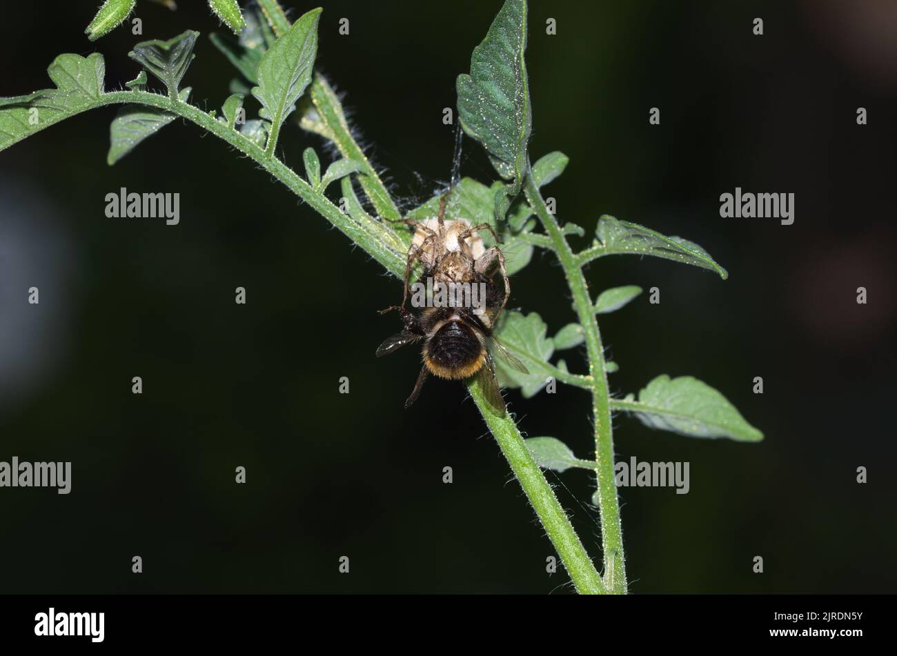 Spinnenmahlzeit Stockfoto