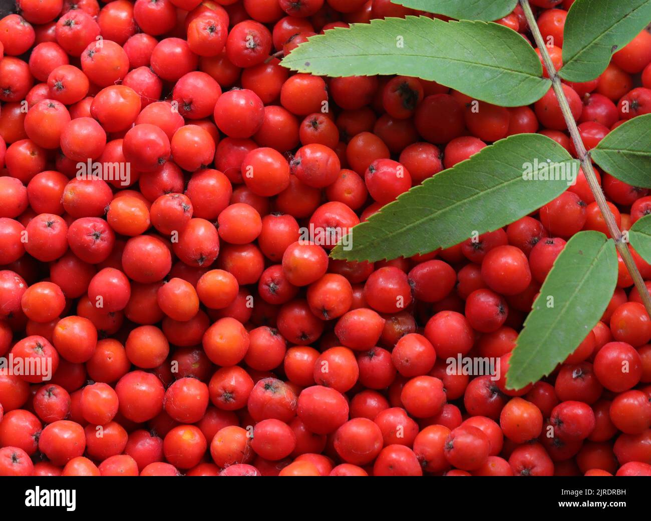 Rowan-Beeren mit Rowan-Blättern - Sorbus aucuparia Stockfoto