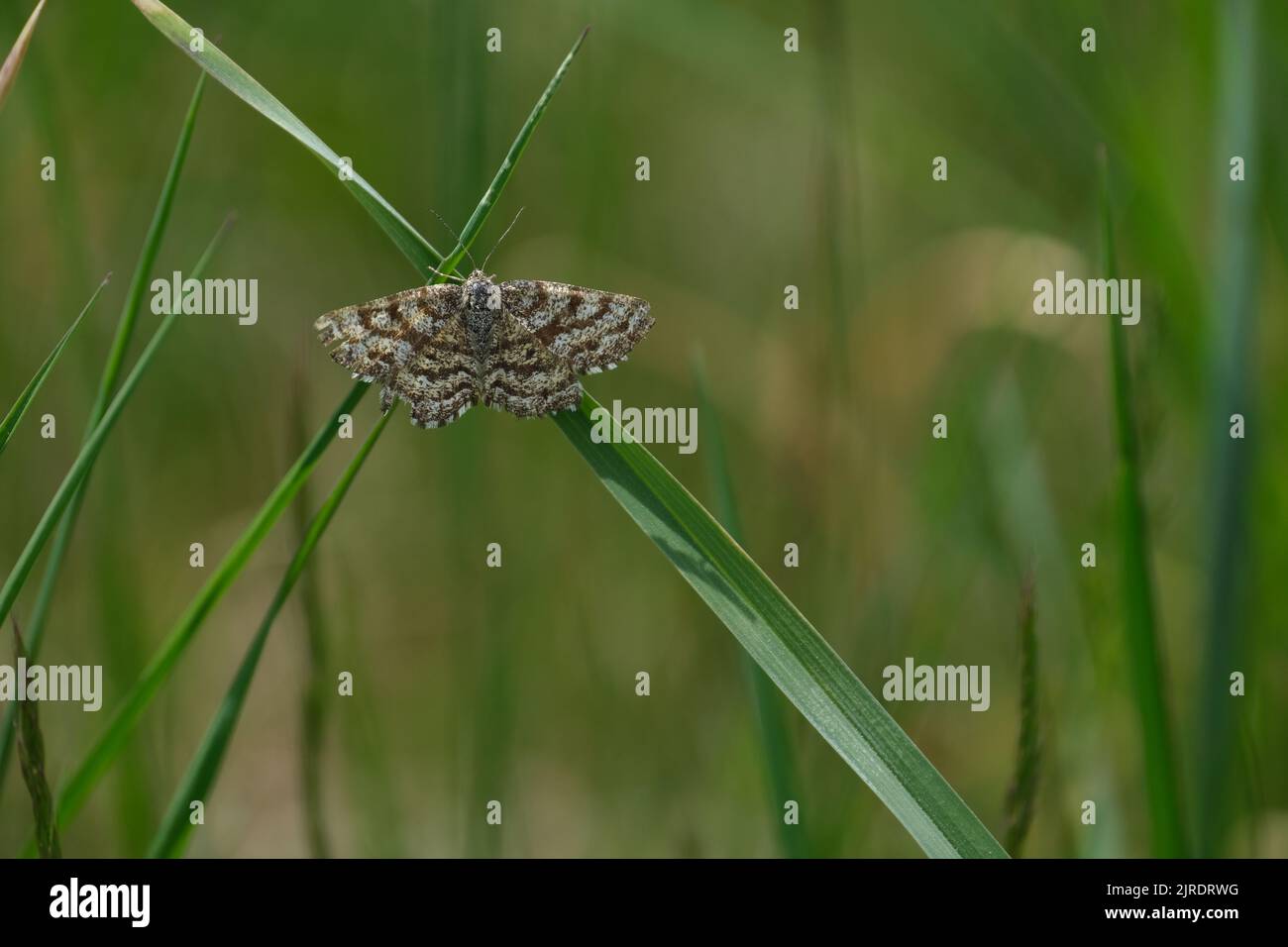 Gewöhnliche Heidemotte, die in der Natur auf einem Grashalm ruht Stockfoto