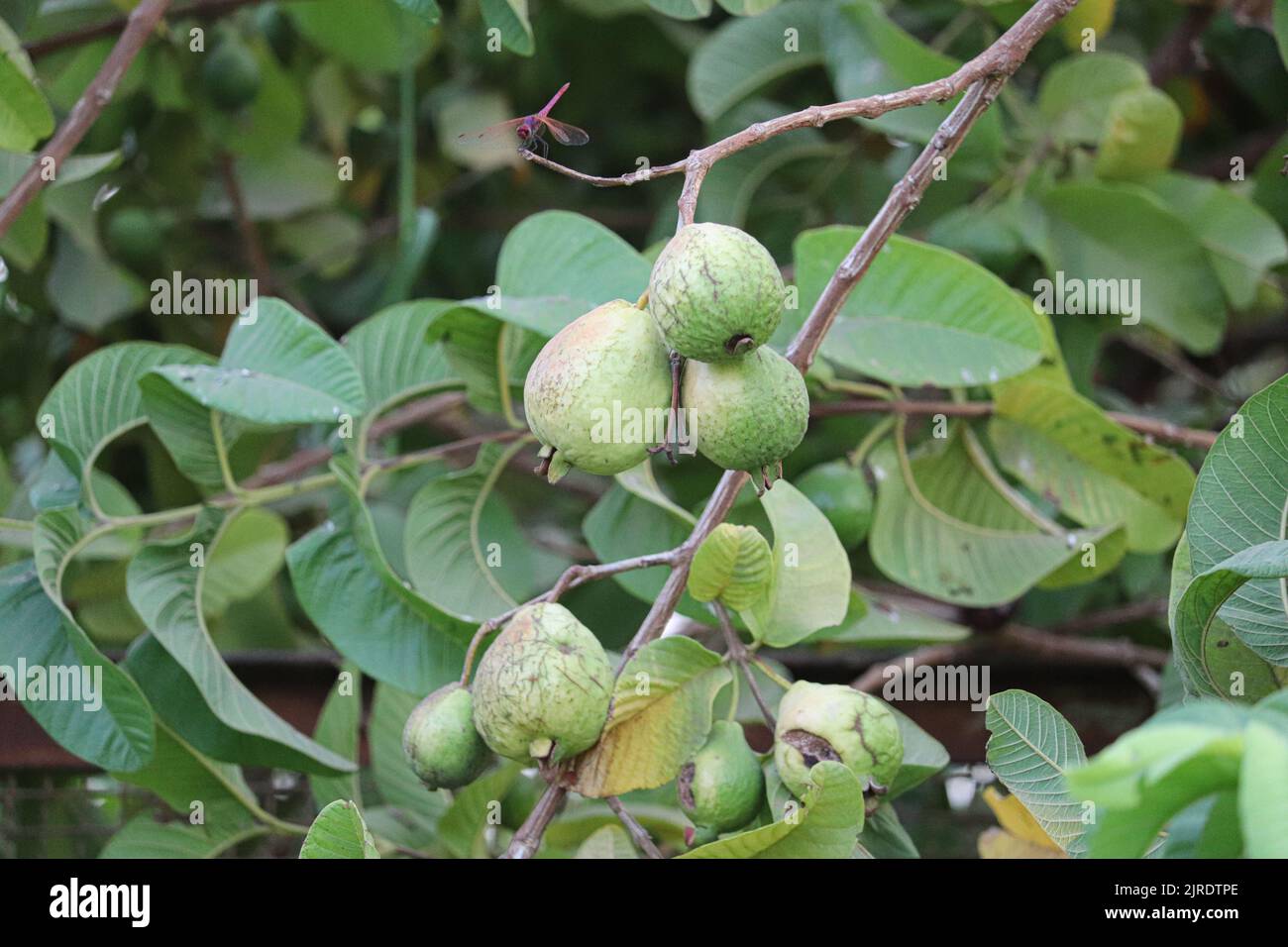 Grüne Guava-Früchte auf den Farmen am Westufer des Nils in Luxor, Ägypten Stockfoto