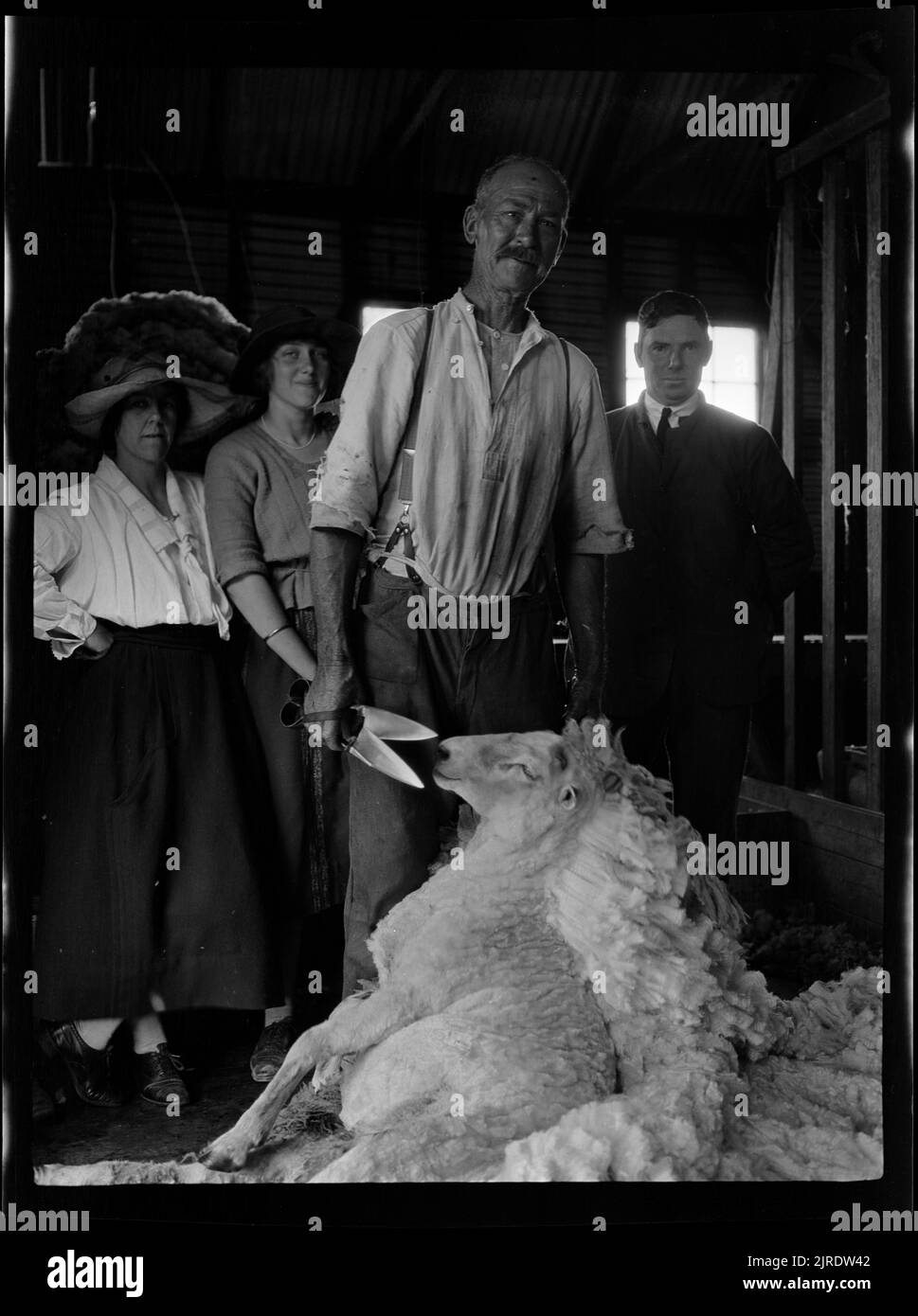Shearer at Work, 1922, Australien, Hersteller unbekannt. Stockfoto