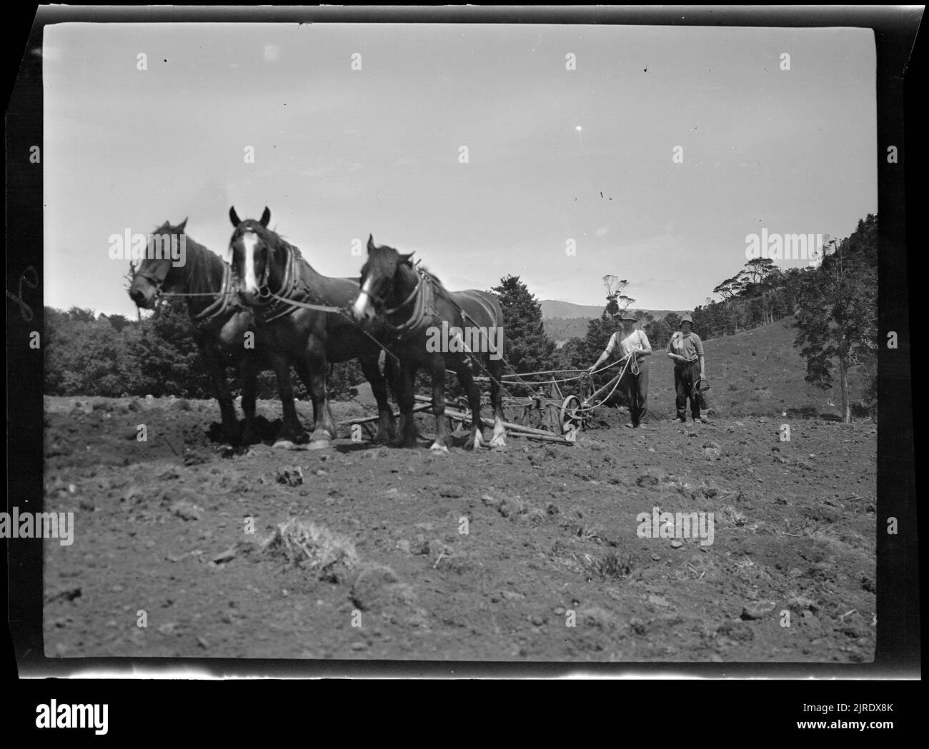 Pflügen eines Feldes, 1922-1923, Nordinsel, Hersteller unbekannt. Stockfoto
