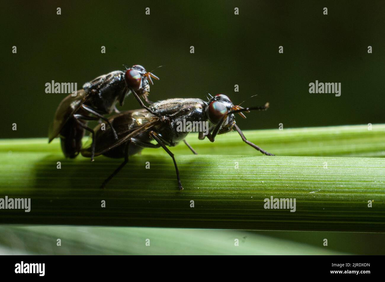 Eine Nahaufnahme von zwei auf einem grünen Gras verpaart Fliege Stockfoto