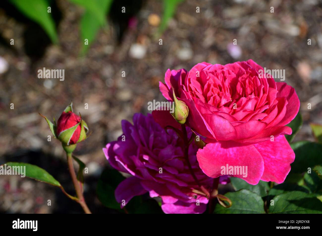 Single Crimson-Pink Rosa 'Sophys Rose' Blume angebaut in RHS Garden Harlow Carr, Harrogate, Yorkshire, Großbritannien. Stockfoto