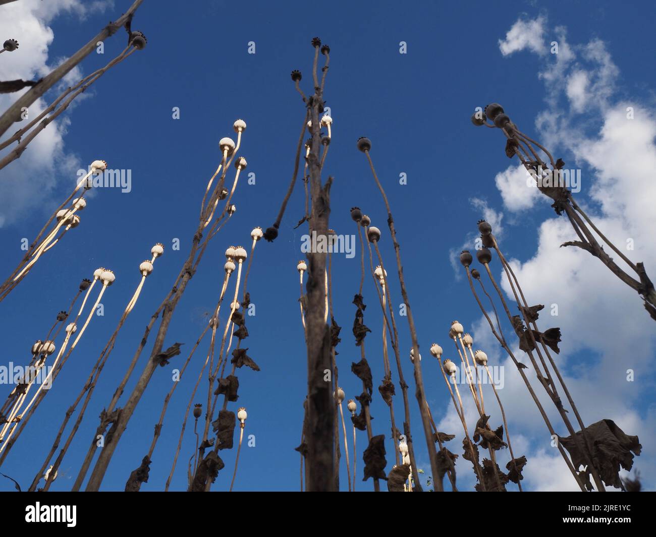 Weite Ansicht der selbstgesät orientalischen Mohnköpfe und -Stiele (papaver orientale) in einem wilden Garten, der bis zu einem tiefblauen Himmel reicht. August 2022. Stockfoto