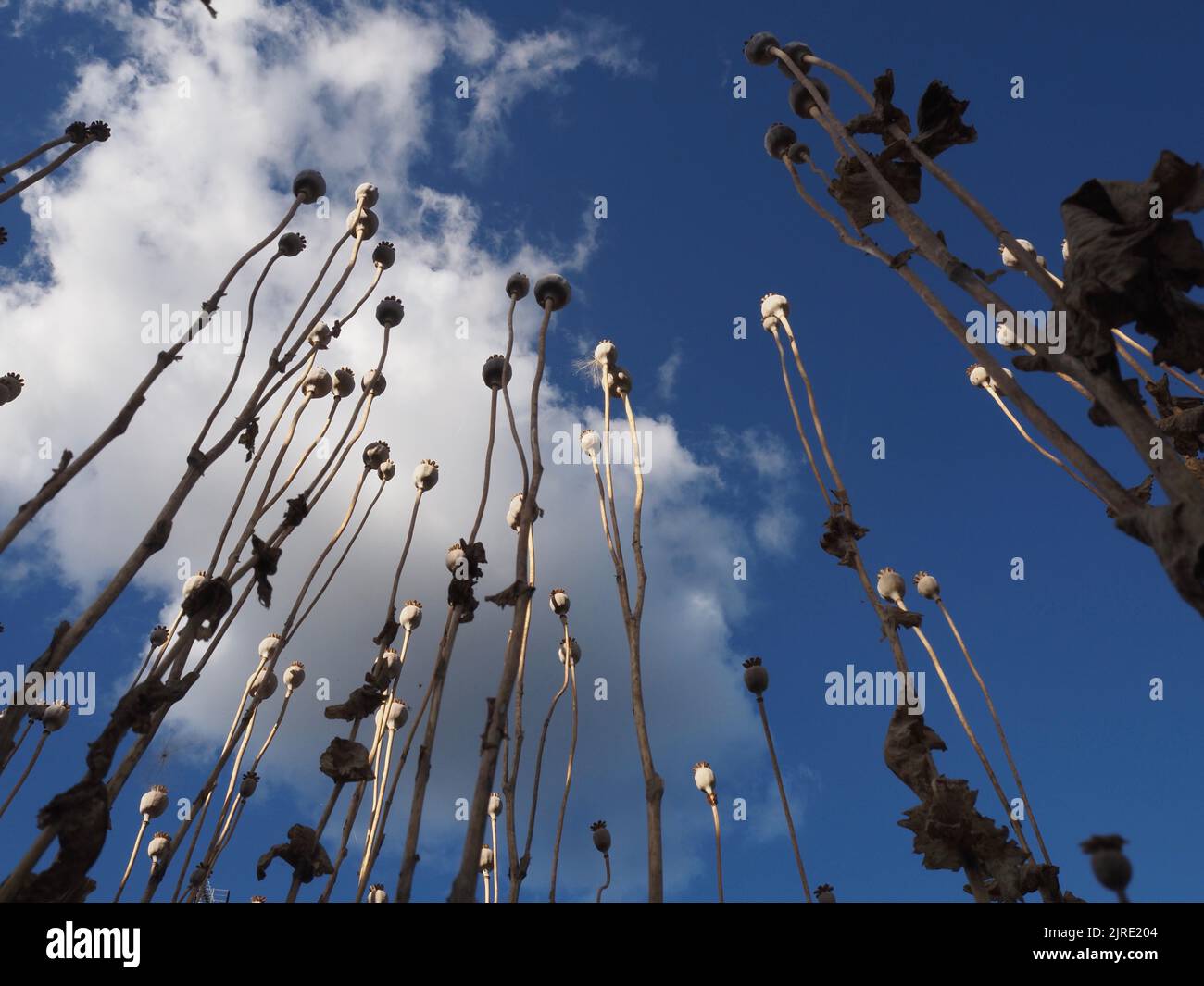 Weite Ansicht der selbstgesät orientalischen Mohnköpfe und -Stiele (papaver orientale) in einem wilden Garten, der bis zu einem tiefblauen Himmel reicht. August 2022. Stockfoto