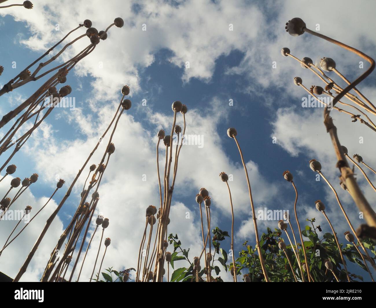 Weite Sicht auf selbstgesäte orientalische Mohnköpfe und -Stiele (papaver orientale) in einem wilden Garten, der zu einem leicht bewölkten blauen Himmel hinaufragt. Stockfoto