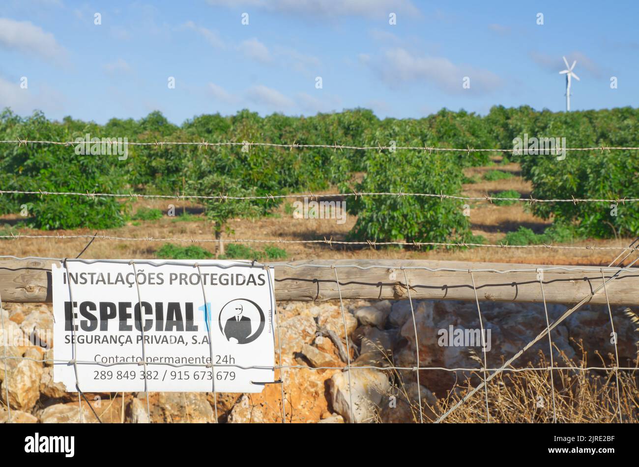 Monte Judeu, Lagos, Portugal August 16 2022: Avocado-Farm das neue grüne Gold, das mit Rasierdraht geschützt ist Stockfoto