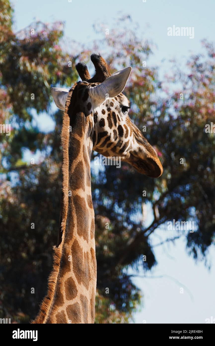 Eine vertikale Aufnahme einer nördlichen Giraffe im Adelaide Zoo, Australien Stockfoto