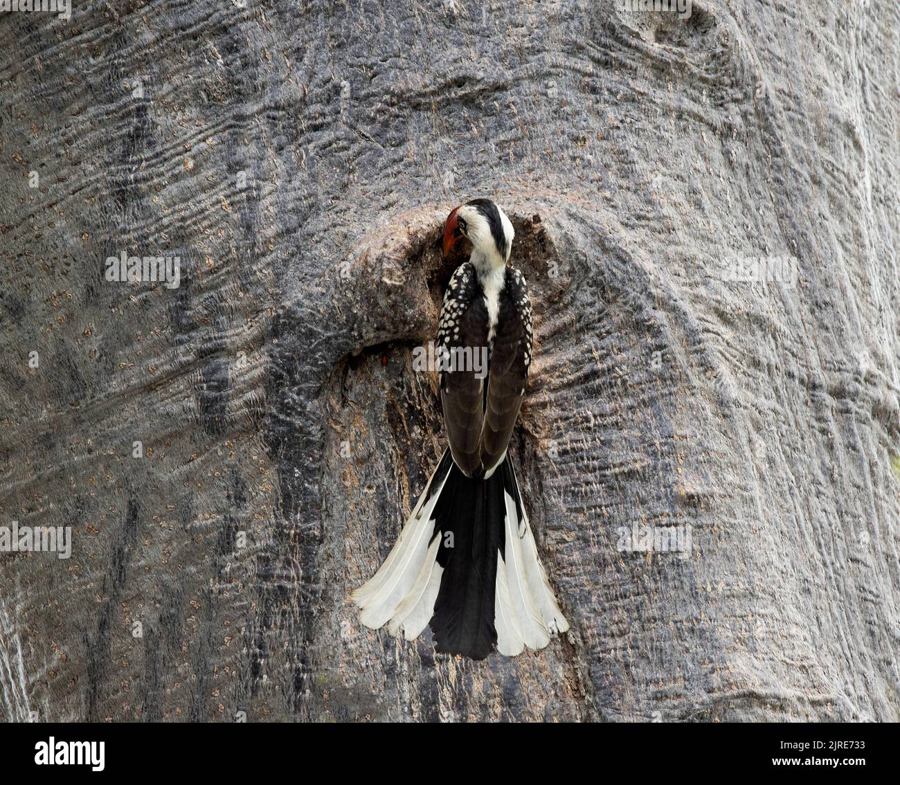 Ein Rüde Ruaha Rotschnabelschnabel-Hornbill gab Futter durch einen schmalen Schlitz an seinen Partner, der für die Dauer freiwillig im Nestloch interniert wird Stockfoto