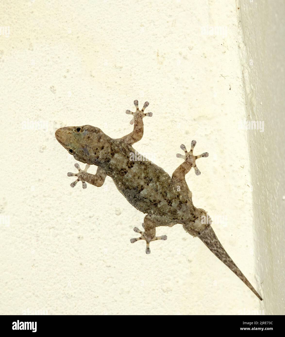 Der tuberkulierte Dickzehengecko ist ein gewöhnlicher, stämgiger Gecko, dem an den vergrößerten Zehenpads keine Krallen fehlen. Sie sind nachtaktiv und oft um Licht aktiv Stockfoto