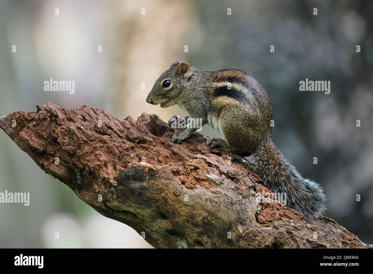 Das kleine Eichhörnchen lebt im Park der Stadt Ho Chi Minh Stockfoto