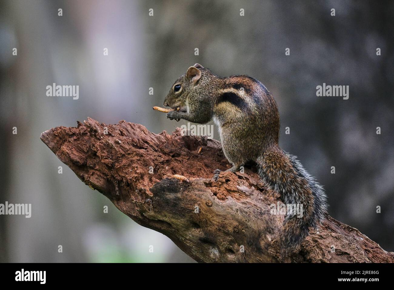 Das kleine Eichhörnchen lebt im Park der Stadt Ho Chi Minh Stockfoto