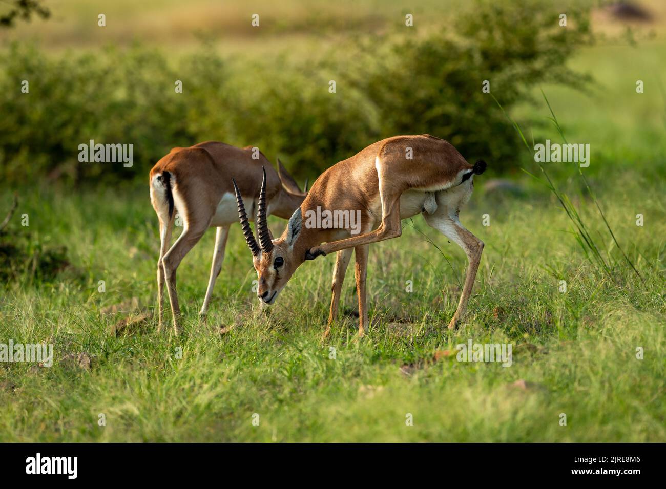 Zwei Chinkara indische Gazelle Antelope Tier Paar Augen Ausdruck grasenden Gras in Monsun grün Wildlife Safari im ranthambore Nationalpark Wald Stockfoto
