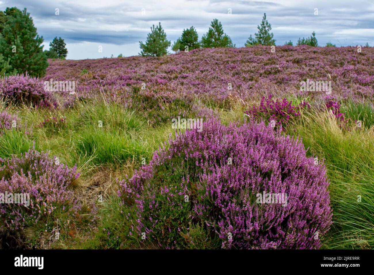 PURPLE HEATHER CALLUNA VULGARIS WÄCHST IM SPÄTSOMMER HIGHLAND SCOTLAND Stockfoto