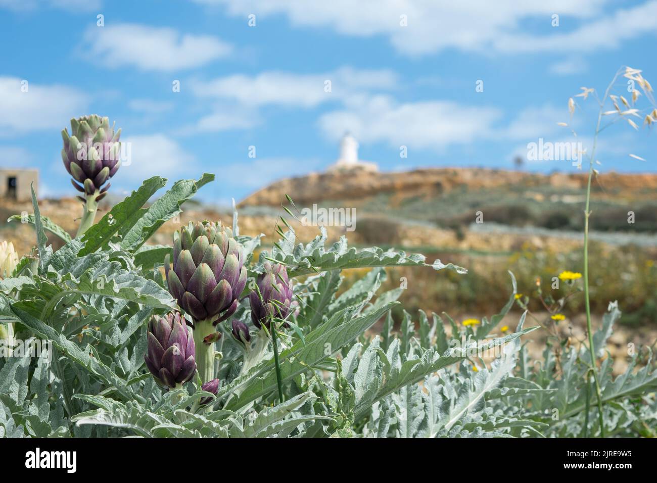 Eine Artischockenpflanze, die an einem bewölkten Frühlingstag auf einem landwirtschaftlichen Feld in der Nähe des ländlichen Dorfes Ghasri, Gozo, Malta, wächst. Erntegut bereit für die Ernte Stockfoto