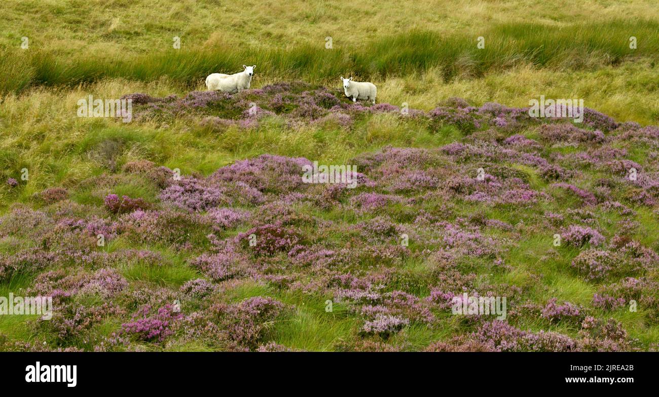 SCHAFE IN SCHOTTLAND GRASEN IM SPÄTSOMMER AUF LILA HEATHER CALLUNA VULGARIS Stockfoto