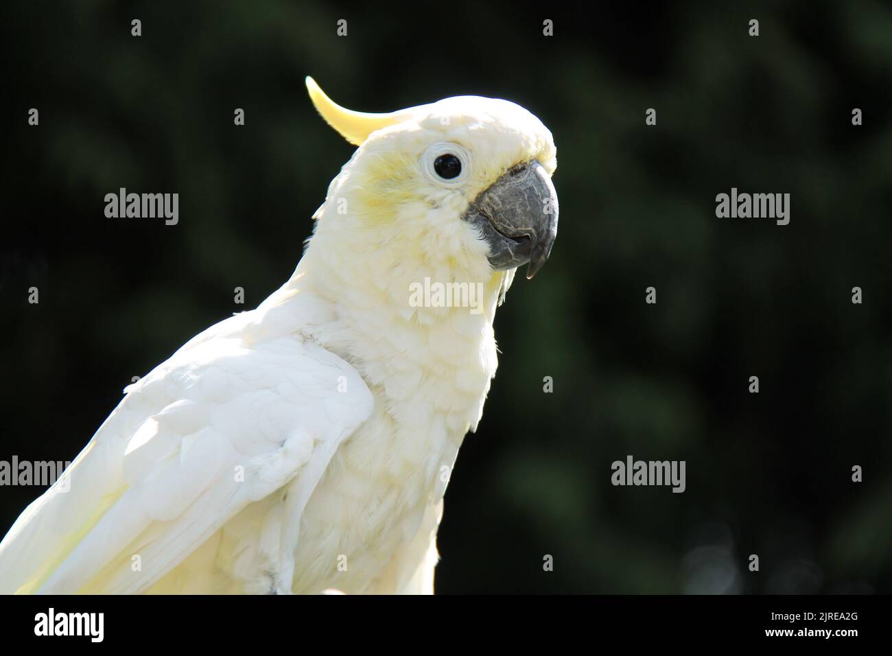 Eine Nahaufnahme eines schönen weißen Kakadu-Papageienvogels. Stockfoto