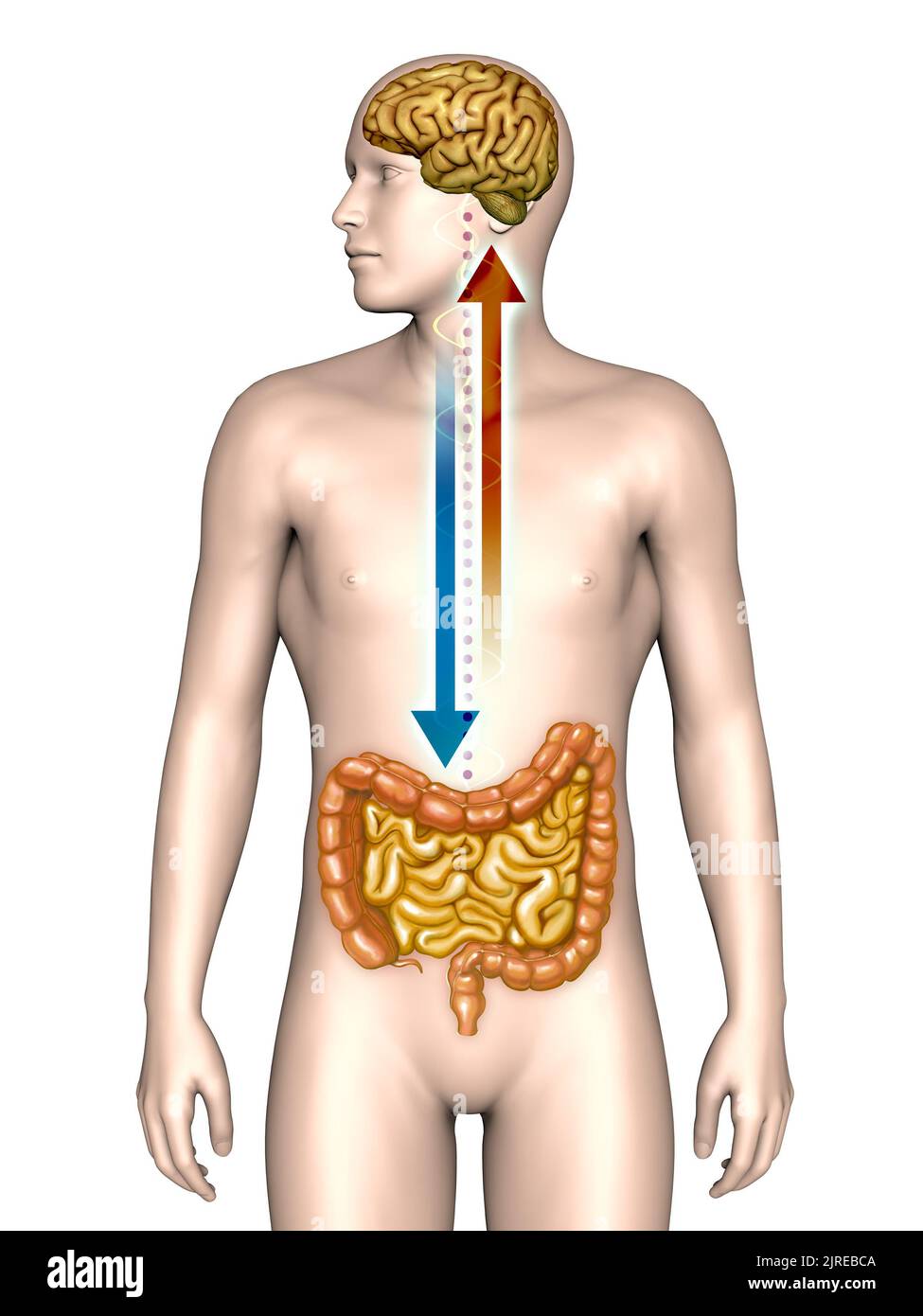 Zwei-Wege-Verbindung zwischen Gehirn und Darm. Digitale Illustration. Stockfoto